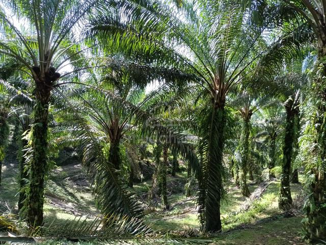 Agriculture Palm Oil land for Sale 1