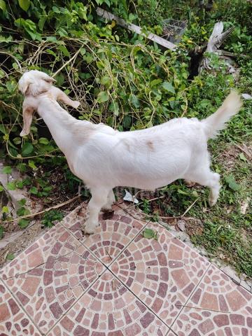 Carousel Image Selected