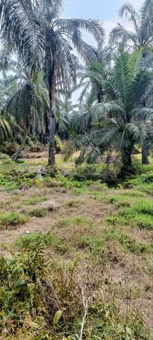 Tanah Kebun Sawit Murah 3 Ekar Di Sabak Bernam 2