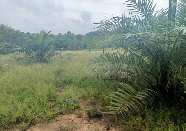 3 Ekar Tanah Kampung Mensudut Pindah Batu 6 Segamat Johor 1