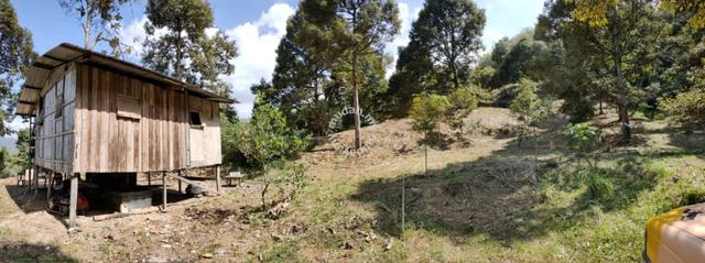 Telipok Durian Farm Land 5
