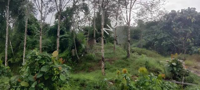 Agricultural Land For Sale (Penampang) - 19.42 Acres 1