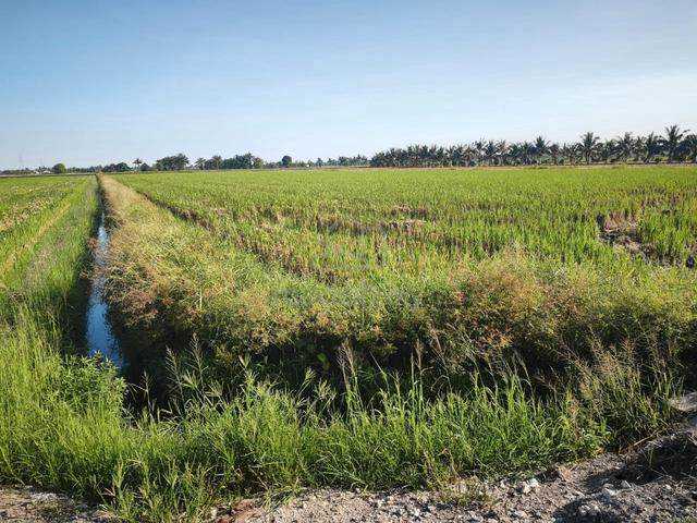 Tanah Sawah Jalan Tali Air 1 Kg Sungai Burong, Tanjong Karang. 1