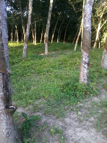 Agricultural Land at Pekan Dangi, Kuala Pilah 3