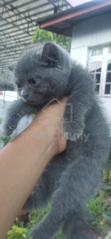 Baby BSH - photo 2 of 2