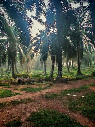 Agriculture Land for Sale Port Dickson 1