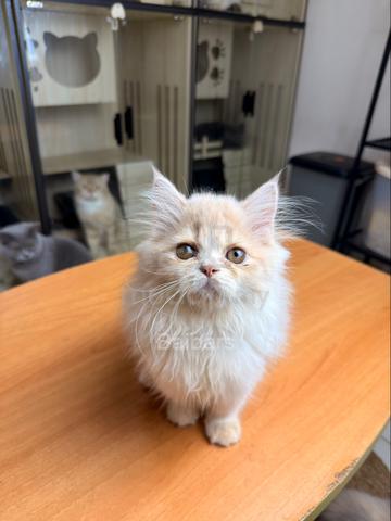 persian (DLH) - photo 5 of 6