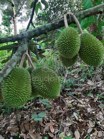 FREEHOLD / Lenggong / 30 Yrs Old Durian Orchard Farm/ Agriculture Land 1