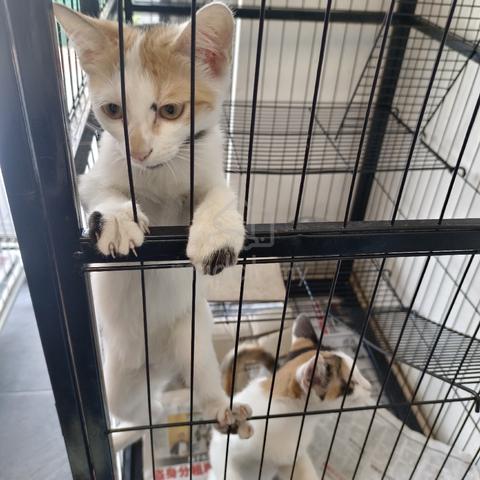 cat kucing - photo 3 of 5