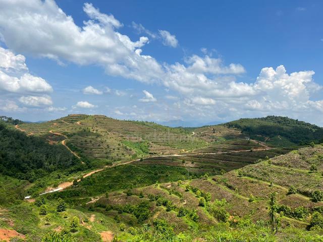 141 Acres Durian Farm Freehold, Near Town, Concrete Road, Musang King 1