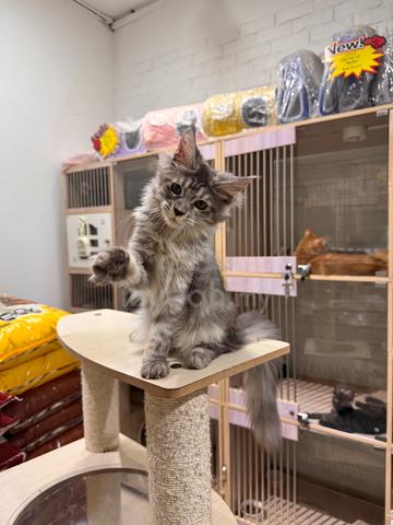 silver tabby mainecoon can send Singapore - photo 4 of 4