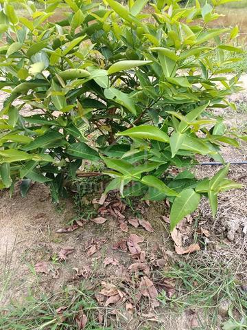 kebun durian musang king utk dijual 2 ekar 1