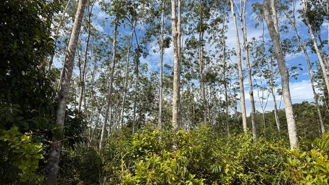 Tanah Kebun Getah Di Mukim Baling, Baling, Kedah 1