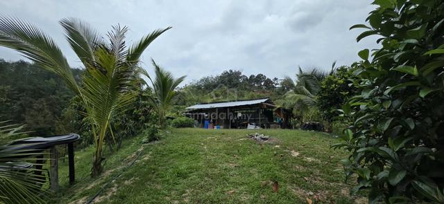 Pahang Bentong Agricultural Land with Durian Trees for sale 1