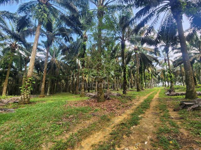 LAYANG-LAYANG, JOHOR, Agricultural Land FOR SALE 1