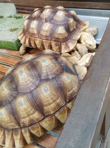 sulcata bersaiz 40kg - photo 3 of 3