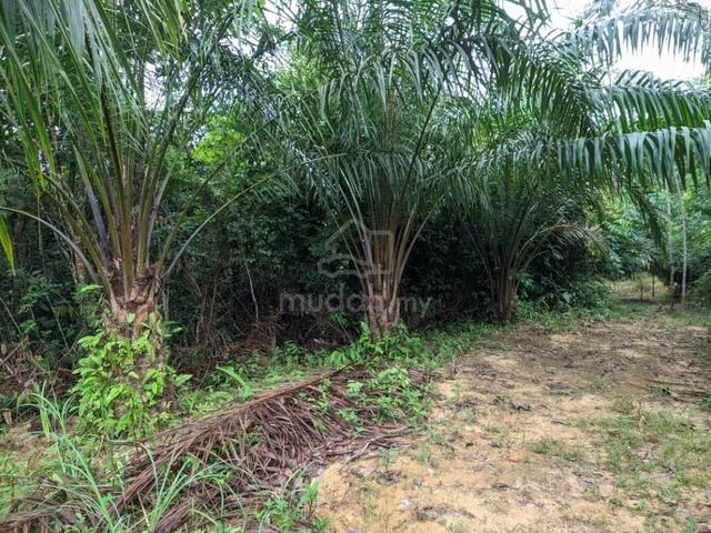 Tanah Kebun Sawit di Kg. Sg.Senang, mukim Jeneri, Sik untuk dijual. 4