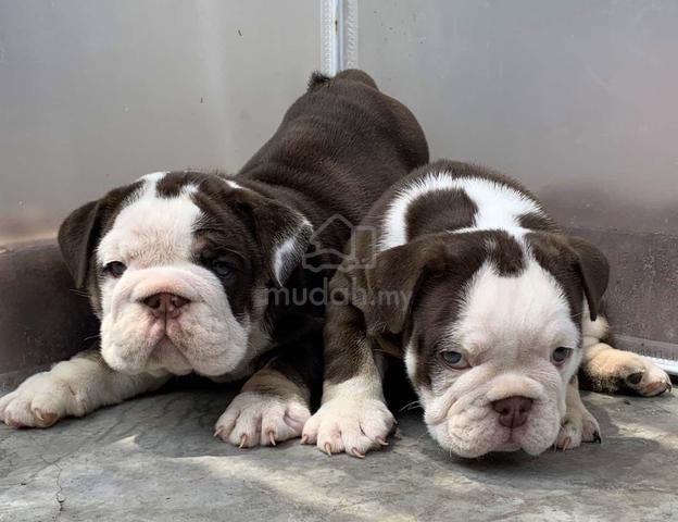 ENGLISH BULLDOG PUPPIES E222 🐻BullDog Only Female - Pets