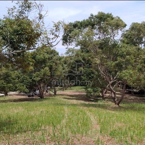 Matured Durian Orchard Land in Jelebu 1