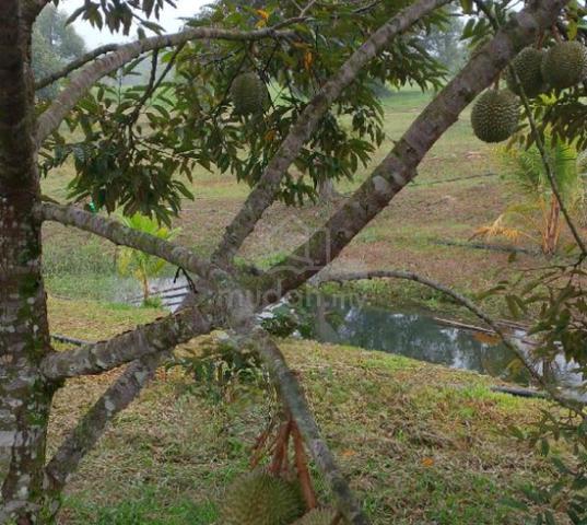 Karak Kampung Chinta Manis Durian Land 1