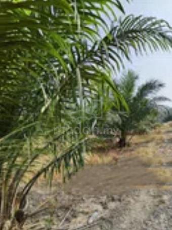 55 Acres Agriculture Land Palm Oil, Sungai Siput Perak,, Sungai Siput 1