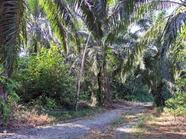 Tanah Pertanian Mukim Kota Lama Kiri,Kuala Kangsar 1