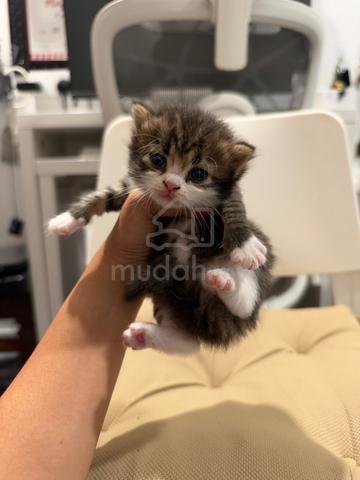 Kitten For Sale - Golden Shaded Mix Maine Coon - photo 2 of 3