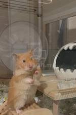 Big 2024 syrian hamster