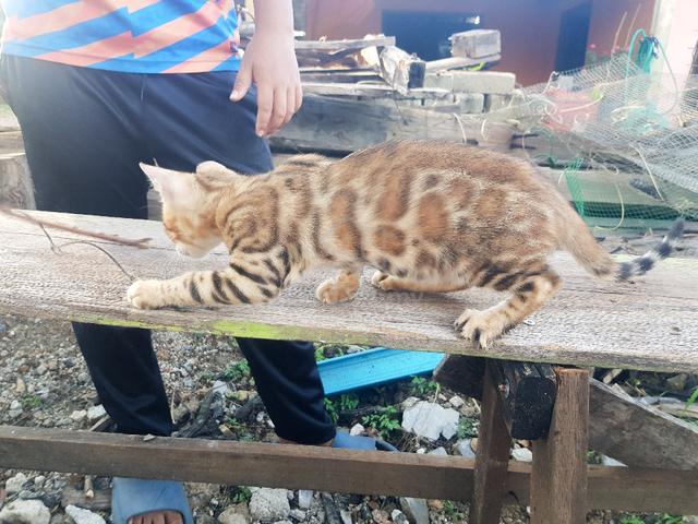 Bengal Rosette - Pets for sale in Alor Setar, Kedah