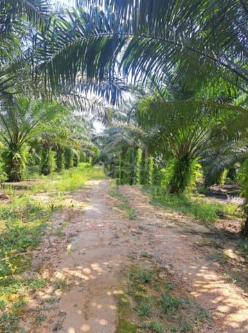 FREEHOLD Perak Tengah Sitiawan Jaya Baru Lekir 978 acres Palm Oil Land 1