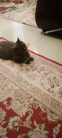 Well Breed BSH Need New Owner - photo 2 of 4
