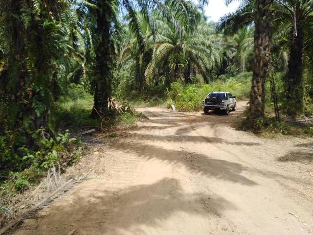 Freehold title Oil palm plantation for sale  1