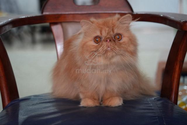 Pure persian boy - photo 2 of 3