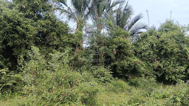 tanah cantek 1