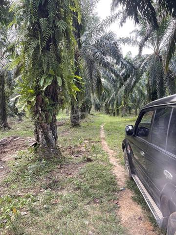 GERAN FREEHOLD💯 2.95 EKAR‼️ Tanah Pertanian Kg Sg Rambutan, Selama 3