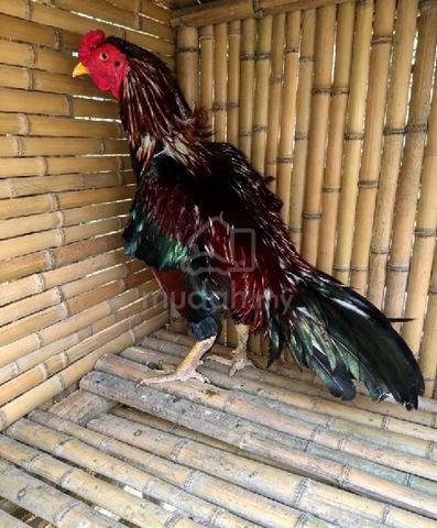 Ayam pakhoy pamagon  - photo 5 of 6