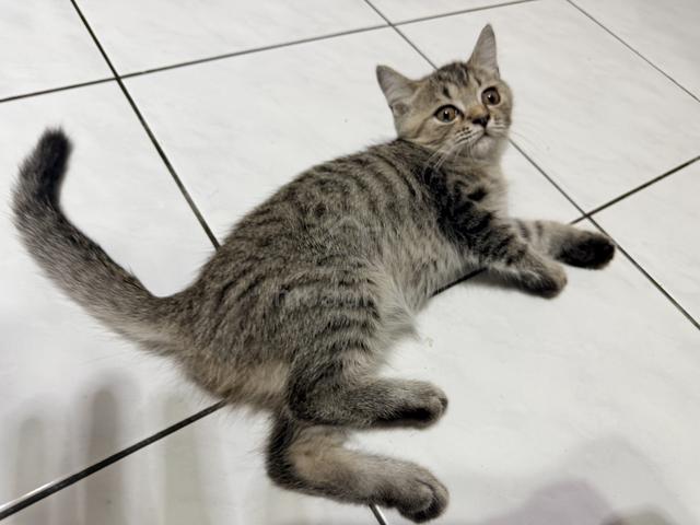 BSH Mix Persian Kitten to Rehome - photo 2 of 5