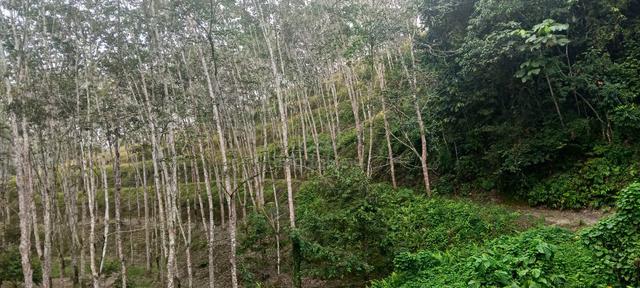 Ladang Getah - Rubber Plantation for SALE in Chennah, Titi, N.Sembilan 1