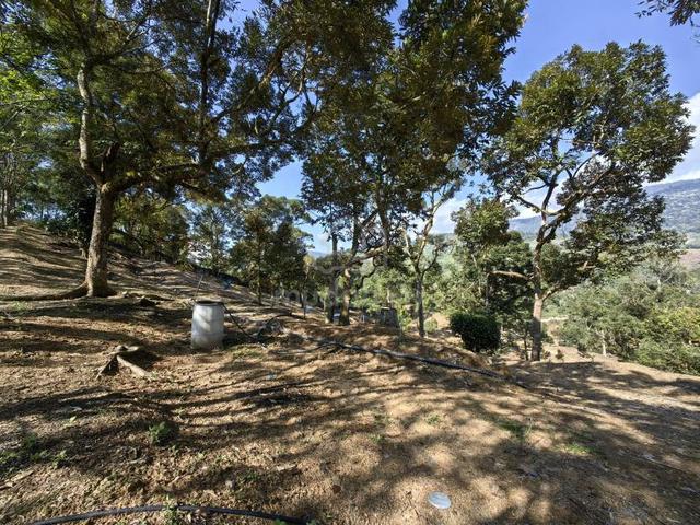 4 Acres Freehold Old Trees Durian Farm Cheroh Raub 1