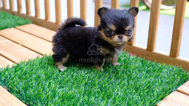 black and white Chihuahua ~8 - photo 2 of 6