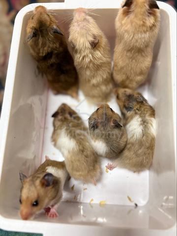 Hamster (Syrian Bigbone) - photo 6 of 6