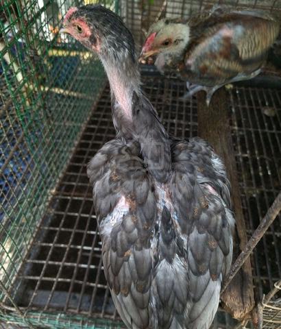 Ayam utk dijual - photo 3 of 4