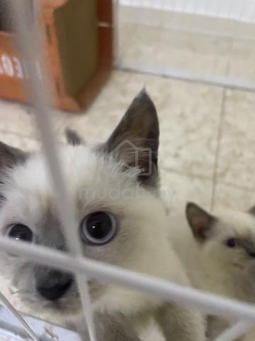 Ragdoll kitten mix bsh - photo 6 of 6