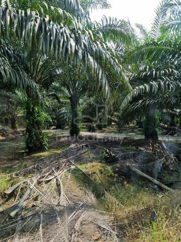Kelantan Gua Musang Main Road Oil Palm Land 3,246 Acres Freehold Sale 1