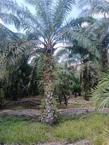 Kebun Sawit 2.4 Ekar 1