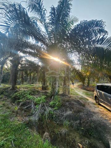 Tanah Pertanian Kebun Sawit Layang-layang Kluang utk dijual 1