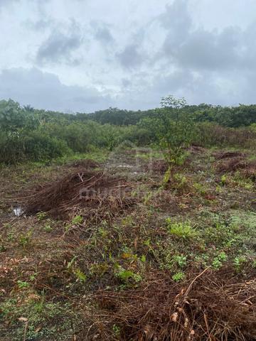 Tanah Pertanian Mersing 2 lot untuk dijual/Tanah Kelapa sawit 6 ekar 1