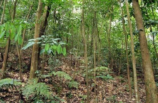 Tanah Pertanaian Sesuai Untuk Dusun Durian Di Kulim 1