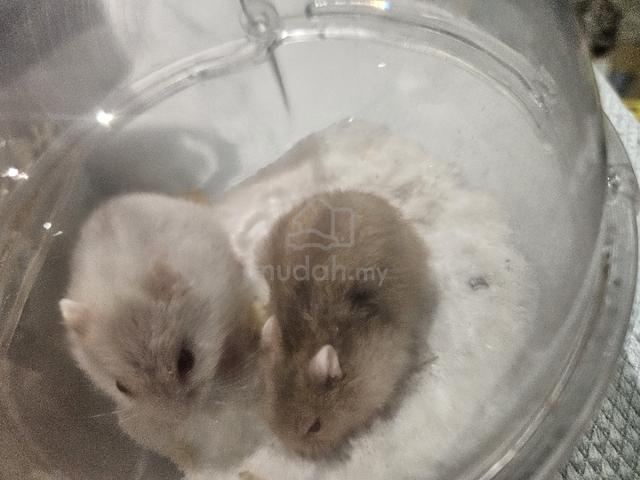 hamster - photo 3 of 4