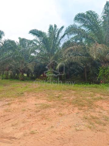 Johor Kluang Paloh FREEHOLD 1080 acres 12-18 years Palm Oil Land SALE 1
